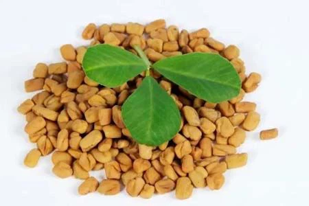 fenugreek fenugreek