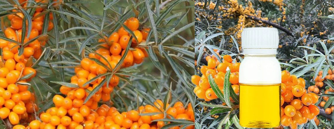 Sea Buckthorn Oil2 Sea Buckthorn Oil2