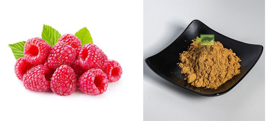 Raspberry extract powder introduction