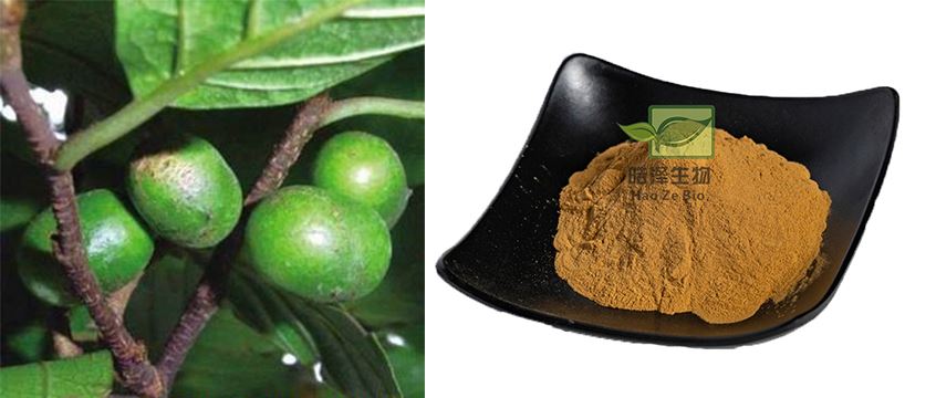 pygeum africanum extract introduction