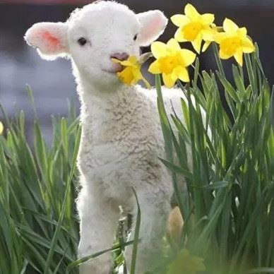 sheep