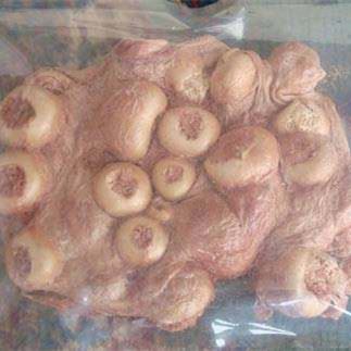 Sheep placenta