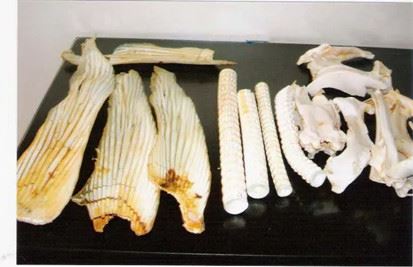 Shark chondroitin