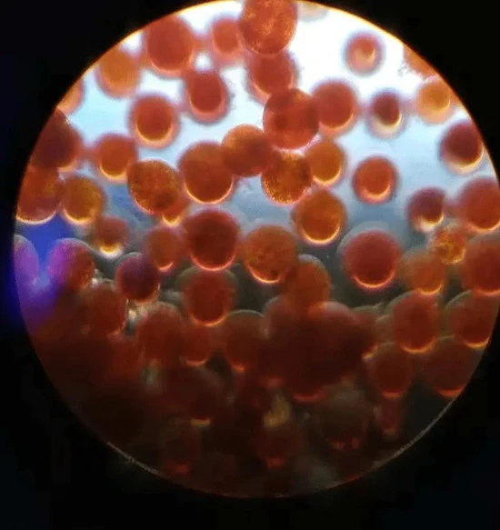 Haematococcus pluvialis